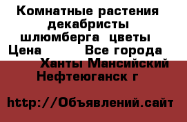 Комнатные растения, декабристы (шлюмберга) цветы › Цена ­ 300 - Все города  »    . Ханты-Мансийский,Нефтеюганск г.